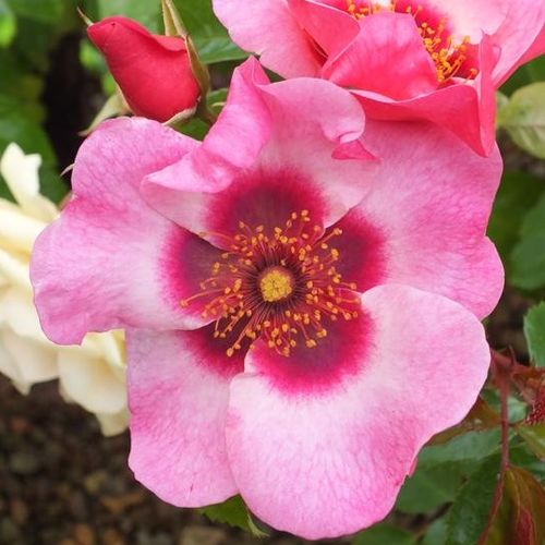 Vendita, rose rose floribunde - rosa - Rosa Bright as a Button - rosa dal profumo discreto - Christopher H. Warner - ,-